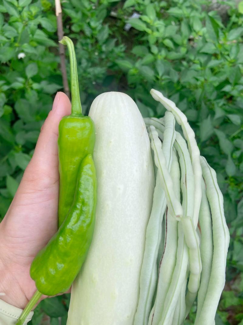 生态农业种植